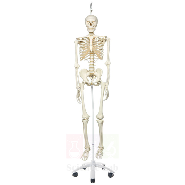 Human Skeleton, Hang-Up